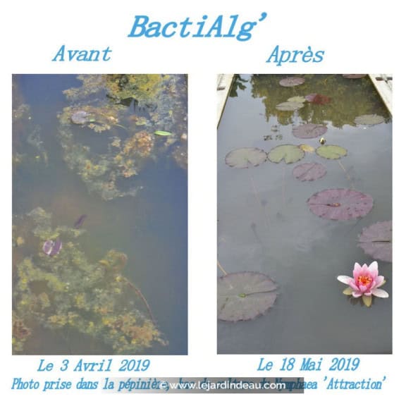 BactiAlg'