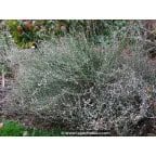 POLYGONUM scoparium POLYGONUM scoparium