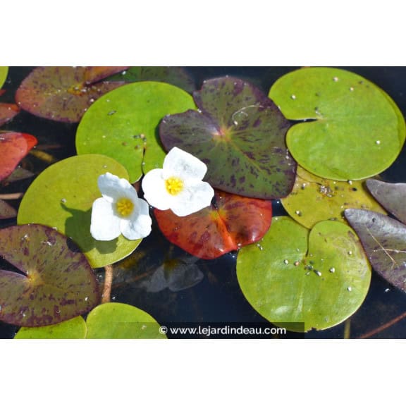 HYDROCHARIS morsus-ranae