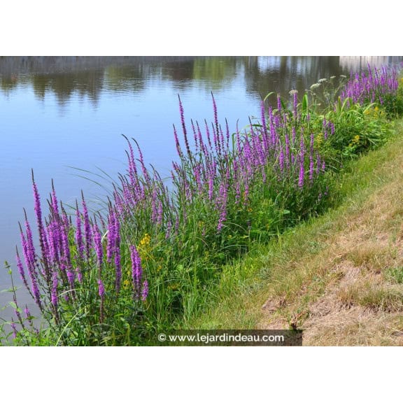 LYTHRUM salicaria