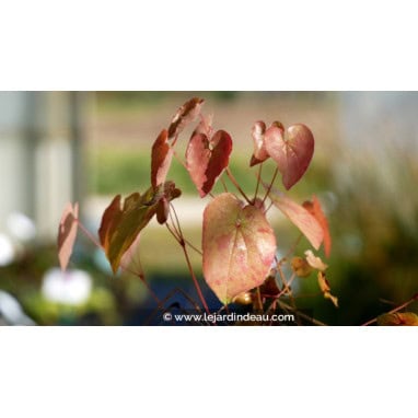 EPIMEDIUM \'Black Sea\' - Fleur des Elfes