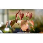 EPIMEDIUM 'Black Sea' EPIMEDIUM 'Black Sea'