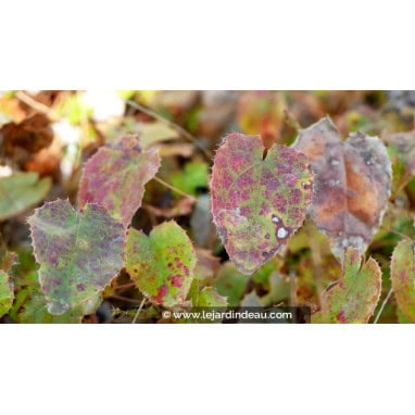EPIMEDIUM campanulatum - Fleur des Elfes