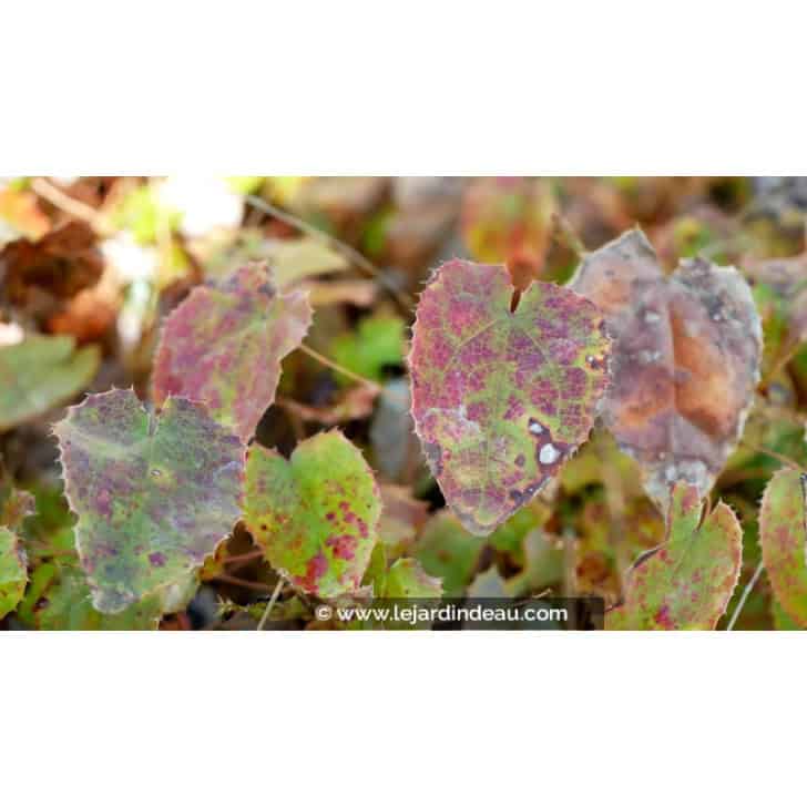 EPIMEDIUM campanulatum