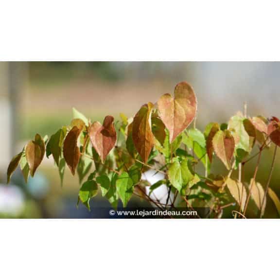 EPIMEDIUM grandiflorum 'Album'