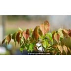 EPIMEDIUM grandiflorum 'Album' EPIMEDIUM grandiflorum 'Album'