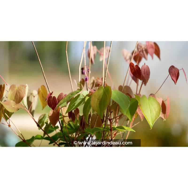 EPIMEDIUM grandiflorum 'Crimson Beauty' EPIMEDIUM grandiflorum 'Crimson Beauty'