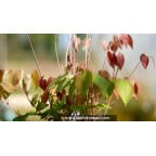 EPIMEDIUM grandiflorum 'Crimson Beauty' EPIMEDIUM grandiflorum 'Crimson Beauty'