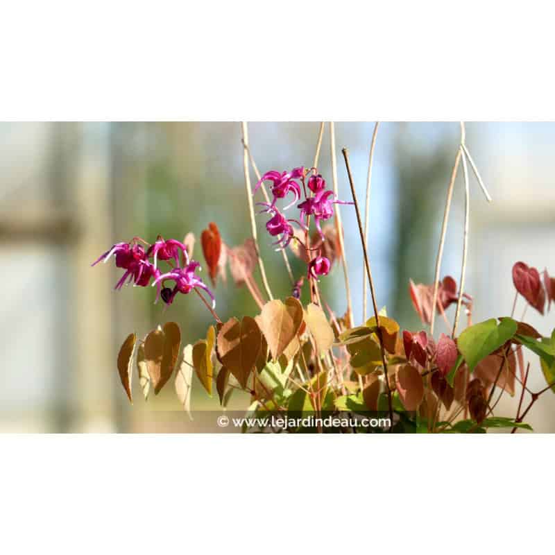 EPIMEDIUM grandiflorum 'Crimson Beauty' EPIMEDIUM grandiflorum 'Crimson Beauty'