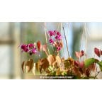 EPIMEDIUM grandiflorum 'Crimson Beauty' EPIMEDIUM grandiflorum 'Crimson Beauty'