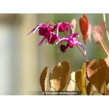 EPIMEDIUM grandiflorum \'Crimson Beauty\' - Fleur des Elfes