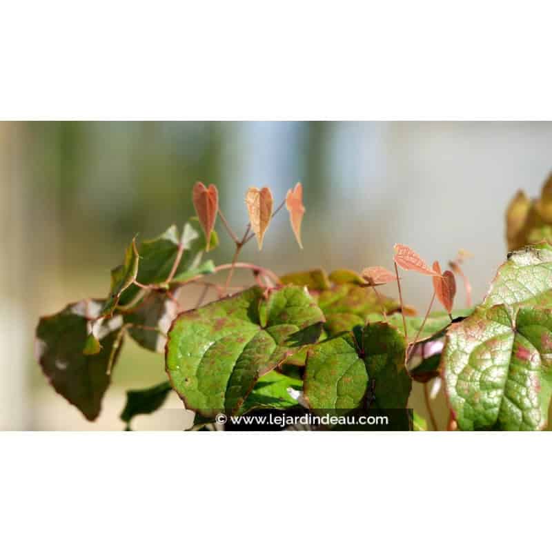EPIMEDIUM leptorrhizum EPIMEDIUM leptorrhizum