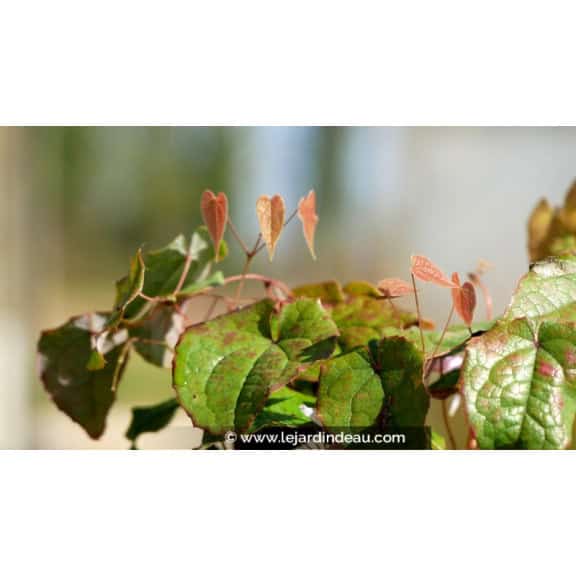 EPIMEDIUM leptorrhizum