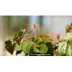 EPIMEDIUM leptorrhizum EPIMEDIUM leptorrhizum