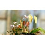 EPIMEDIUM leptorrhizum EPIMEDIUM leptorrhizum