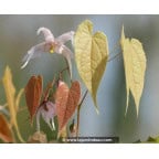 EPIMEDIUM leptorrhizum EPIMEDIUM leptorrhizum