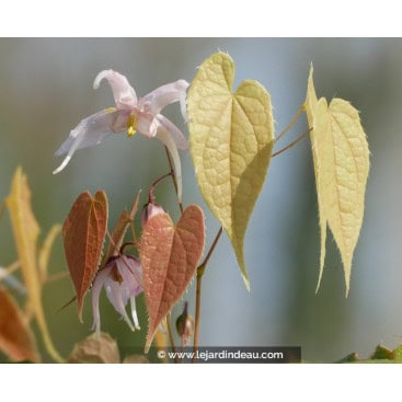 EPIMEDIUM leptorrhizum - Fleur des Elfes