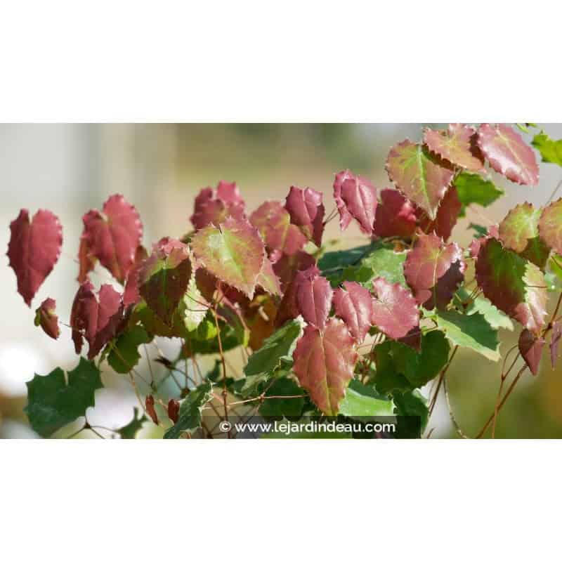 EPIMEDIUM pauciflorum EPIMEDIUM pauciflorum