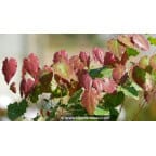 EPIMEDIUM pauciflorum EPIMEDIUM pauciflorum