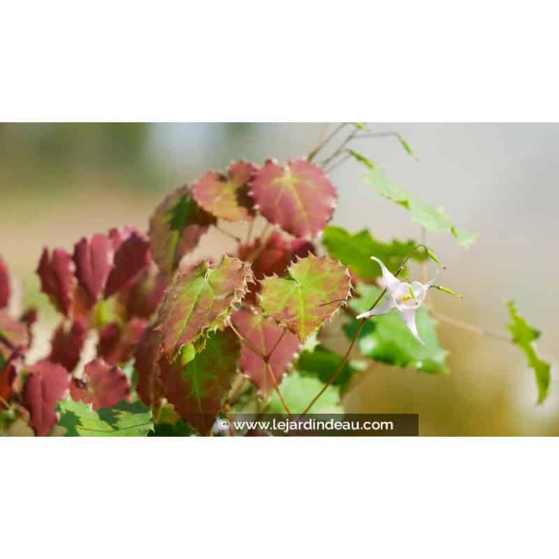 EPIMEDIUM pauciflorum EPIMEDIUM pauciflorum