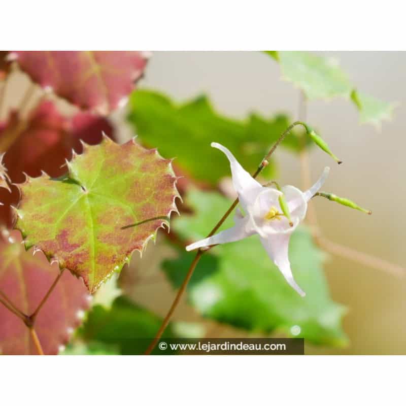 EPIMEDIUM pauciflorum EPIMEDIUM pauciflorum