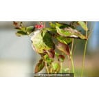 EPIMEDIUM x warleyense EPIMEDIUM x warleyense