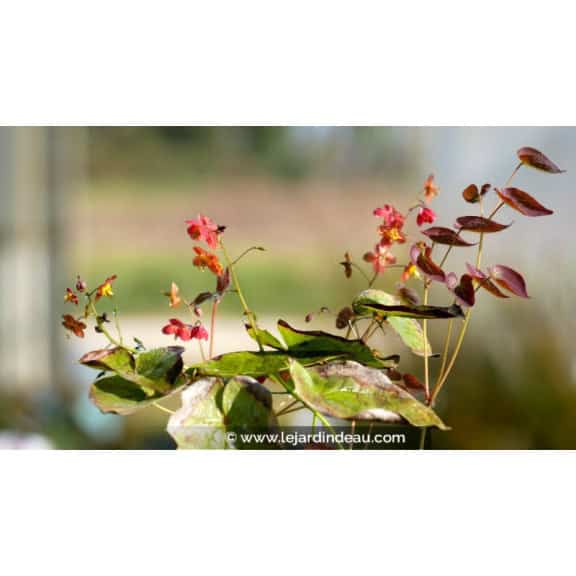 EPIMEDIUM x warleyense