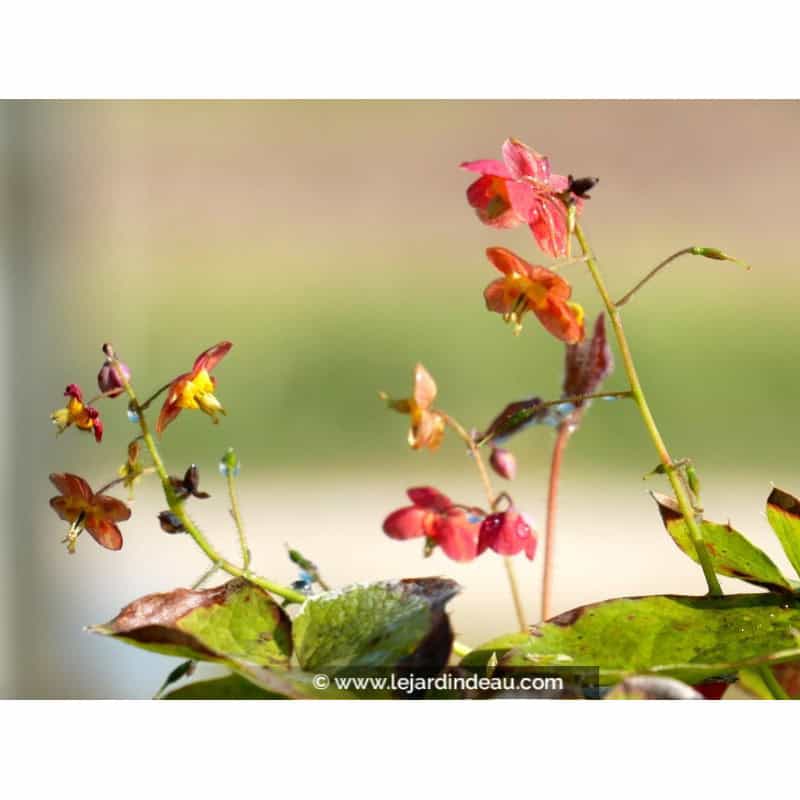EPIMEDIUM x warleyense EPIMEDIUM x warleyense