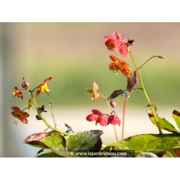 EPIMEDIUM x warleyense