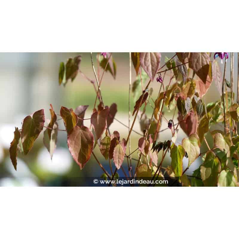 EPIMEDIUM youngianum 'Merlin' EPIMEDIUM youngianum 'Merlin'
