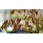 EPIMEDIUM youngianum 'Merlin' EPIMEDIUM youngianum 'Merlin'