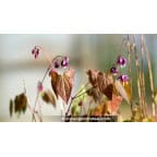 EPIMEDIUM youngianum 'Merlin' EPIMEDIUM youngianum 'Merlin'