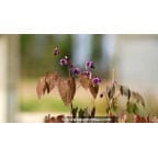 EPIMEDIUM youngianum 'Merlin' EPIMEDIUM youngianum 'Merlin'