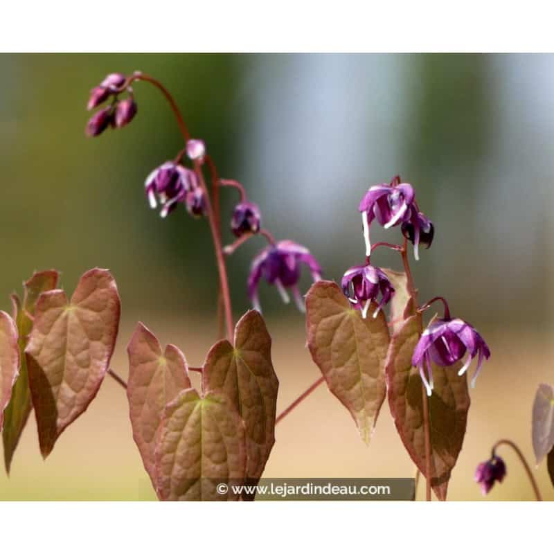 EPIMEDIUM youngianum 'Merlin' EPIMEDIUM youngianum 'Merlin'