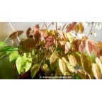 EPIMEDIUM youngianum 'Niveum' EPIMEDIUM youngianum 'Niveum'