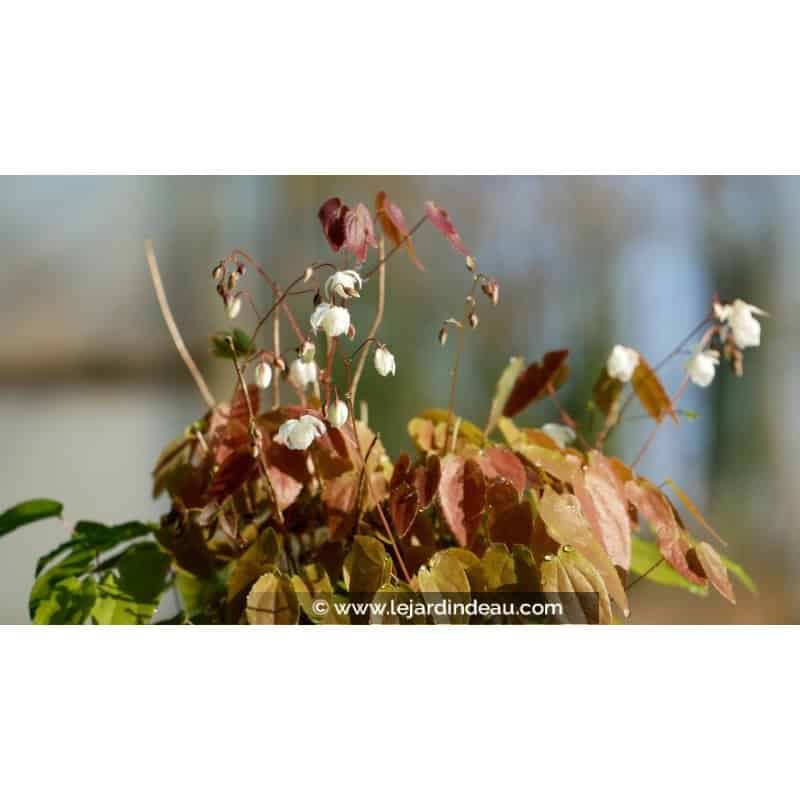 EPIMEDIUM youngianum 'Niveum' EPIMEDIUM youngianum 'Niveum'