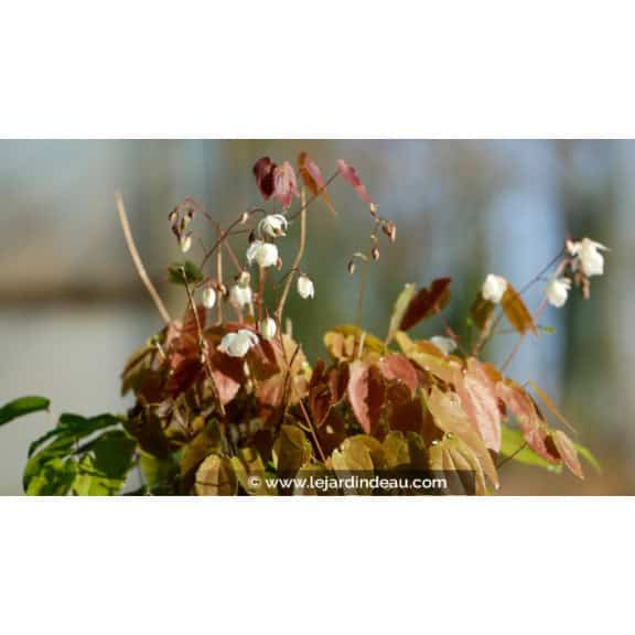 EPIMEDIUM youngianum 'Niveum'