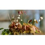 EPIMEDIUM youngianum 'Niveum' EPIMEDIUM youngianum 'Niveum'