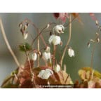EPIMEDIUM youngianum 'Niveum' EPIMEDIUM youngianum 'Niveum'