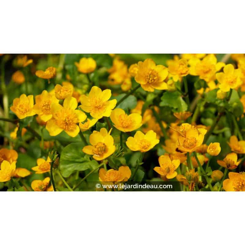 CALTHA palustris CALTHA palustris