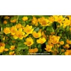 CALTHA palustris CALTHA palustris