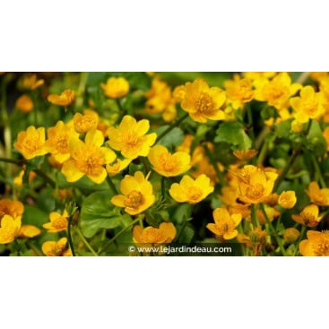 CALTHA palustris - Souci d\'eau /  Populage des marais