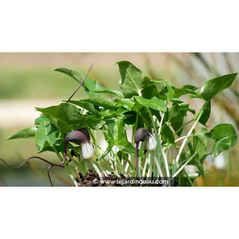 ARISARUM proboscideum ARISARUM proboscideum