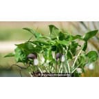 ARISARUM proboscideum ARISARUM proboscideum