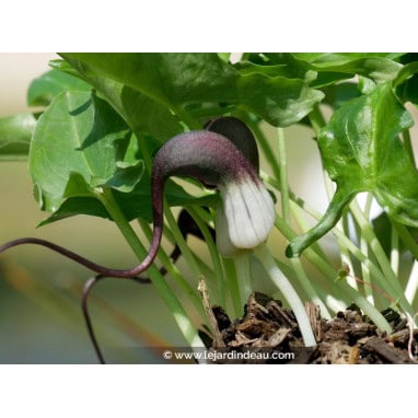 ARISARUM proboscideum - Plante souris