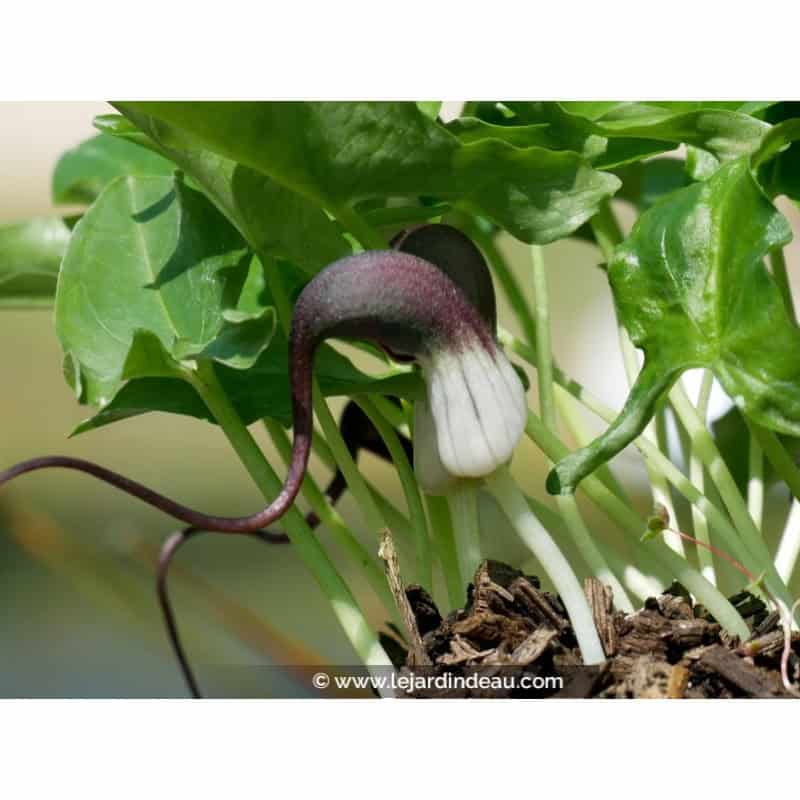 ARISARUM proboscideum ARISARUM proboscideum