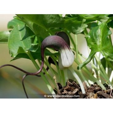 ARISARUM proboscideum - Plante souris