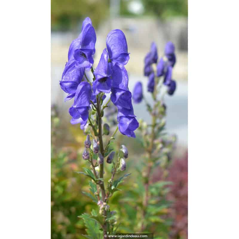 ACONITUM napellus ACONITUM napellus