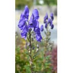 ACONITUM napellus ACONITUM napellus