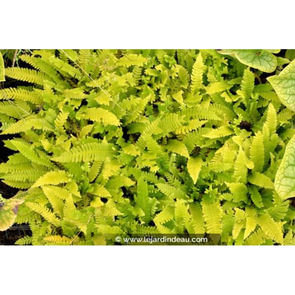 BLECHNUM spicant